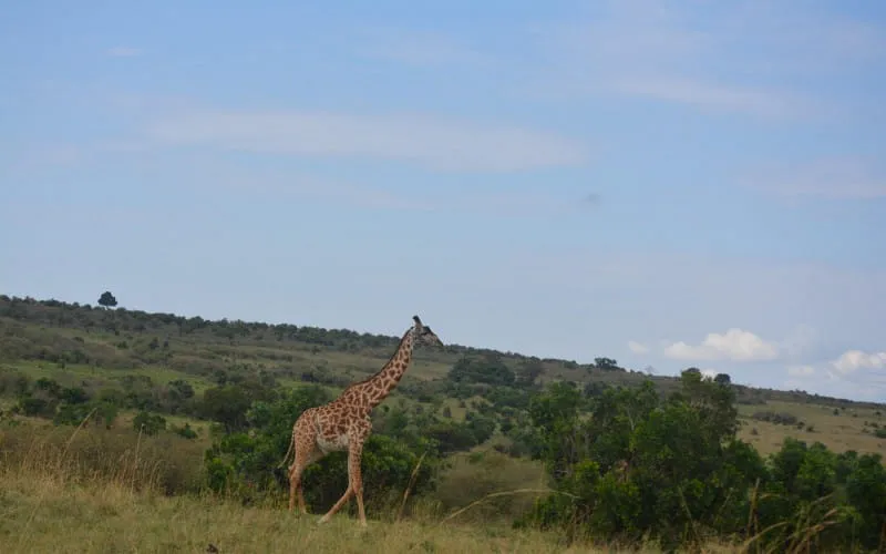 dsc_0357_1.jpg